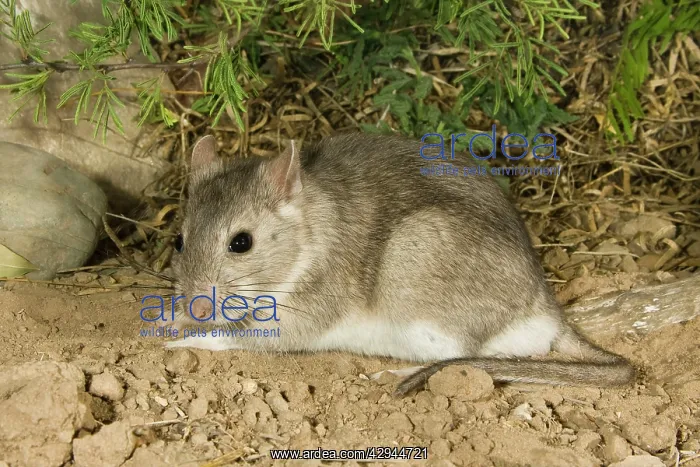 : Southern Plains Woodrat : Southern Plains Woodrat