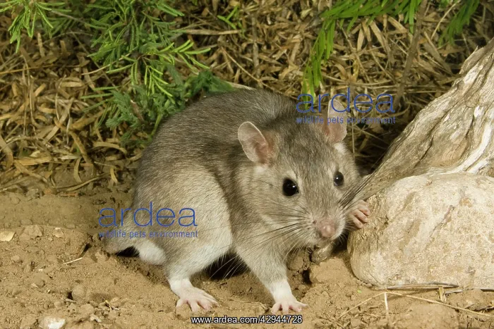 : Southern Plains Woodrat : Southern Plains Woodrat