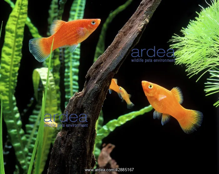 : Southern Platy : Southern Platy