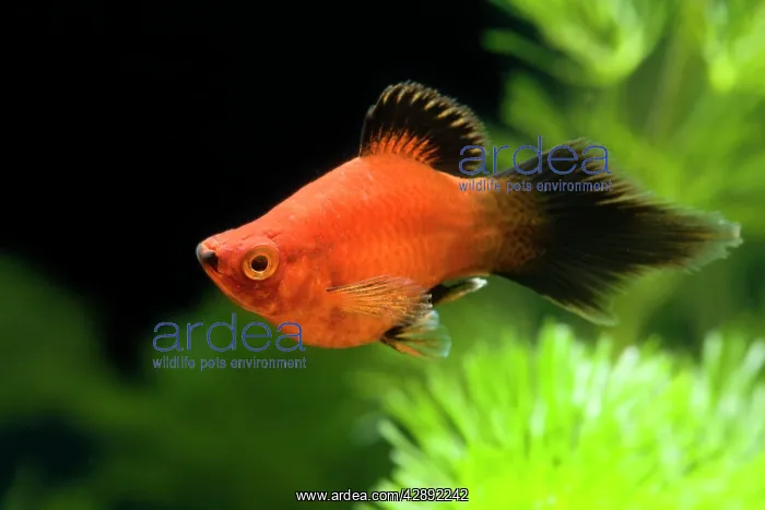  : Southern Platyfish  /  Common Platy  /  Moonfish  / 