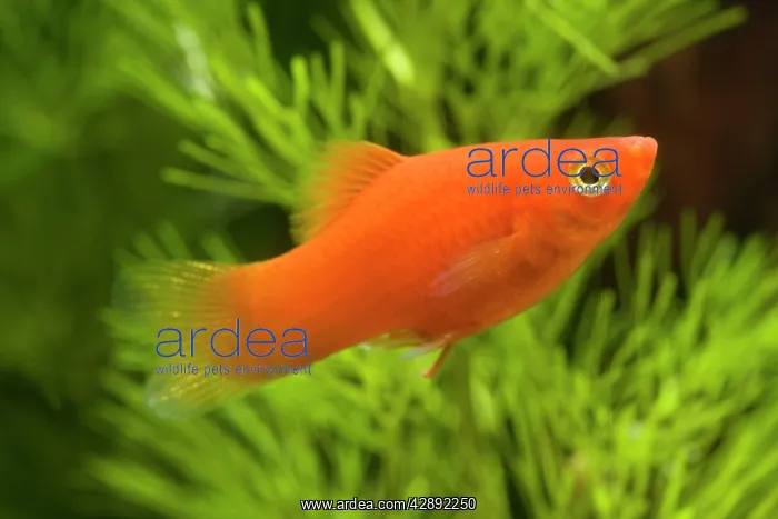  : Southern Platyfish  /  Common Platy  /  Moonfish  / 