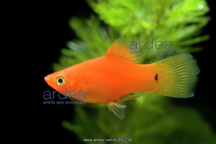 : Southern Platyfish / Common Platy / Moonfish / : Southern Platyfish / Common Platy / Moonfish /