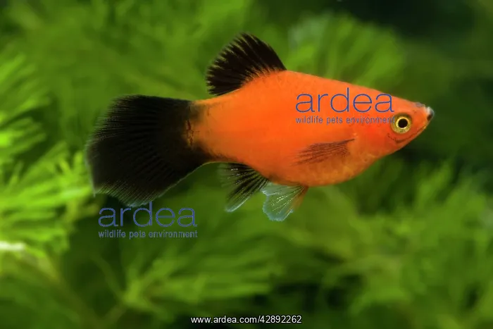 : Southern Platyfish / Common Platy / Moonfish / : Southern Platyfish / Common Platy / Moonfish /
