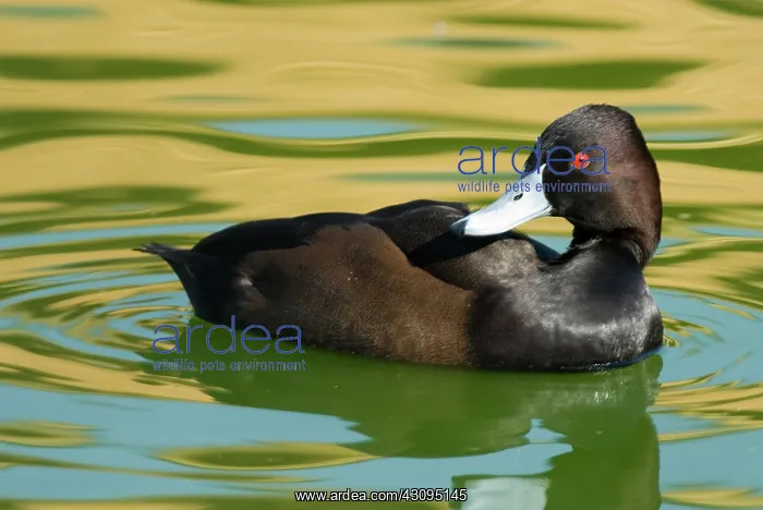 : Southern Pochard : Southern Pochard