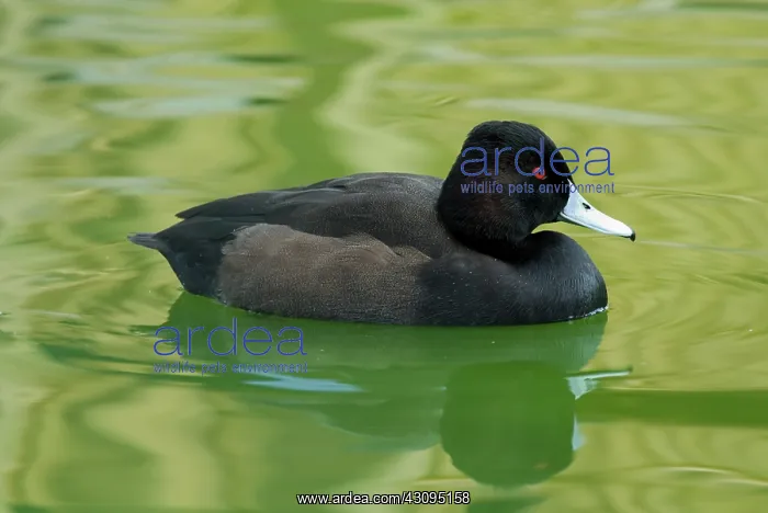 : Southern Pochard : Southern Pochard