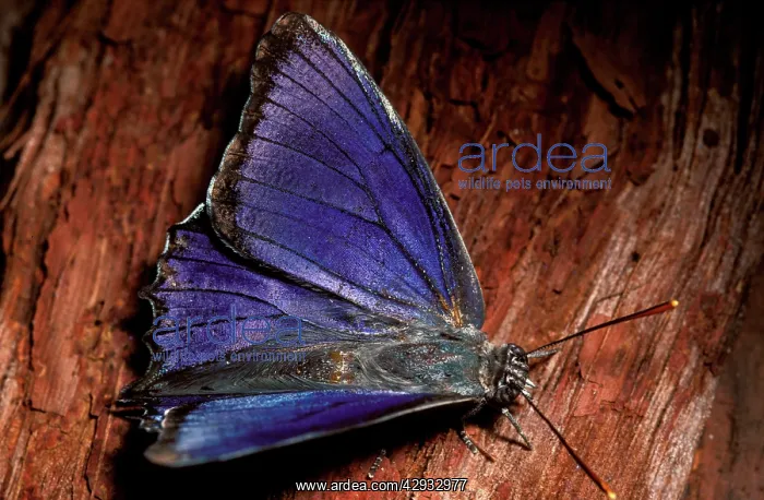 : Southern purple azure butterfly - male that was : Southern purple azure butterfly - male that was