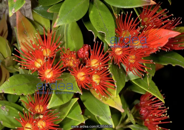 : Southern Rata in flower : Southern Rata in flower