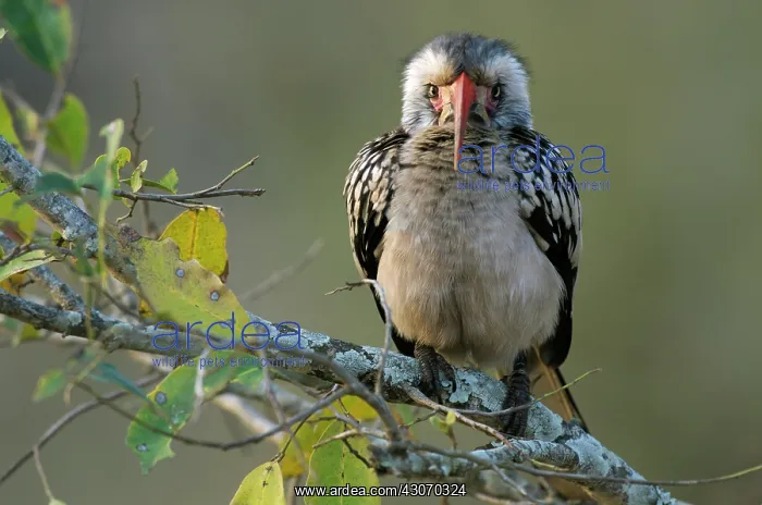 : Southern Red-billed hornbill : Southern Red-billed hornbill
