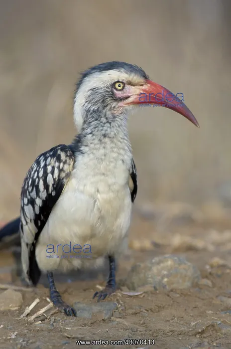  : Southern Red-billed hornbill