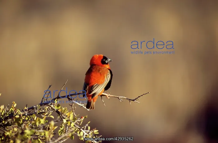 : Southern Red BISHOP - male : Southern Red BISHOP - male