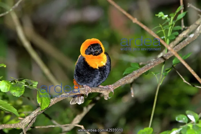 : Southern Red Bishop - male in breeding plumage : Southern Red Bishop - male in breeding plumage
