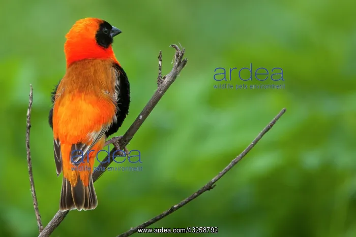 : Southern red bishop, Serengeti National : Southern red bishop, Serengeti National
