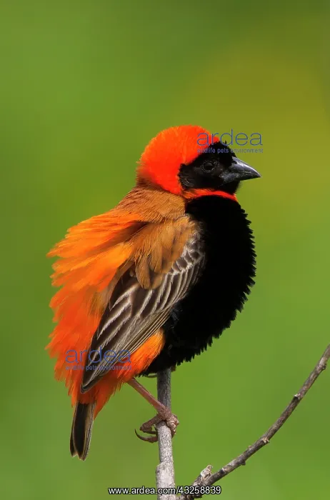 : Southern red bishop, Serengeti National : Southern red bishop, Serengeti National