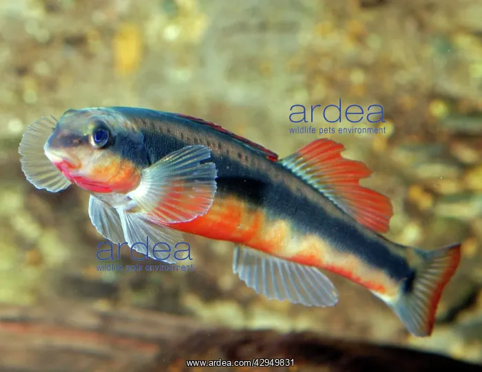 : Southern Redbelly Dace : Southern Redbelly Dace