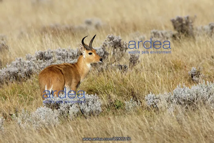 : Southern Reedbuck : Southern Reedbuck