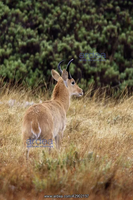 : Southern Reedbuck : Southern Reedbuck