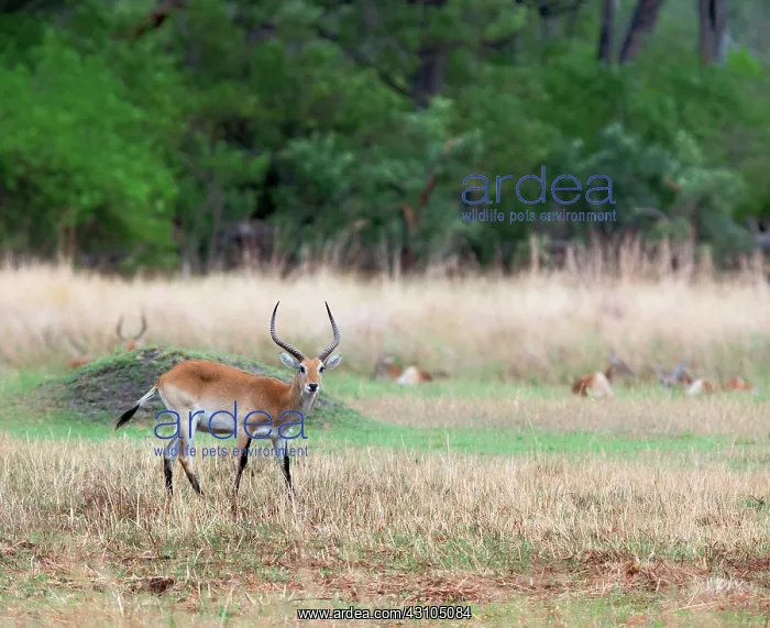 : Southern Reedbuck : Southern Reedbuck