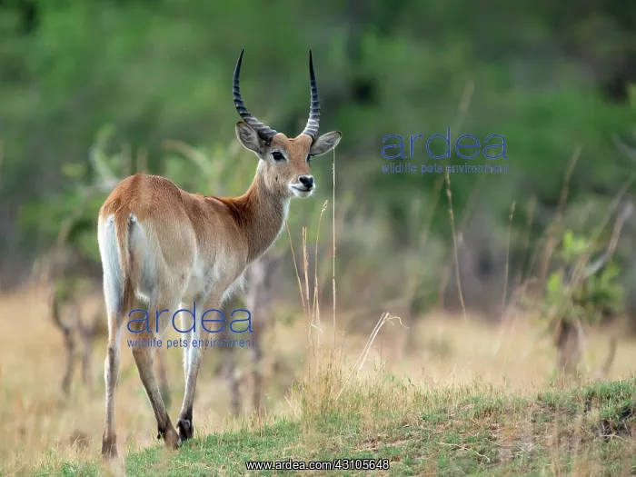 : Southern Reedbuck : Southern Reedbuck
