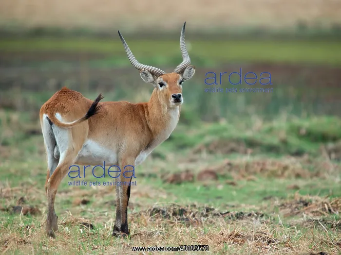 : Southern Reedbuck : Southern Reedbuck