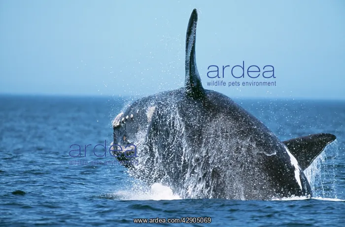 : Southern Right Whale : Southern Right Whale