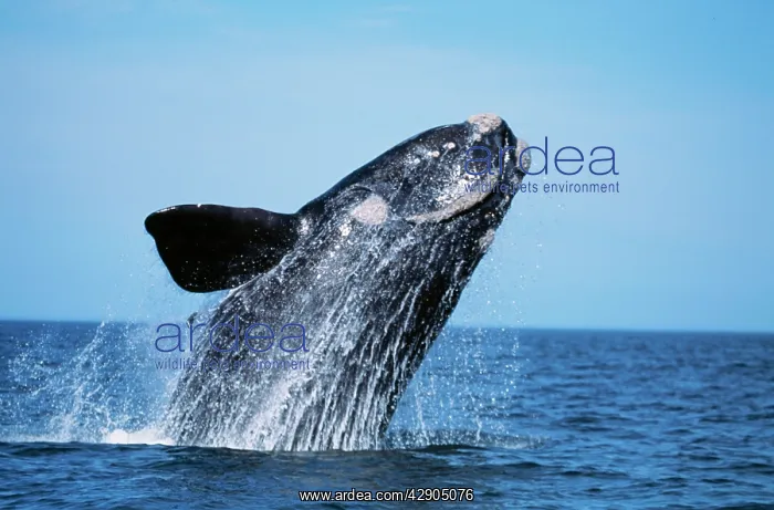 : Southern Right WHALE : Southern Right WHALE
