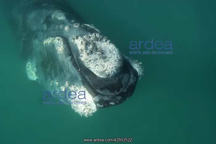 : Southern Right Whale : Southern Right Whale