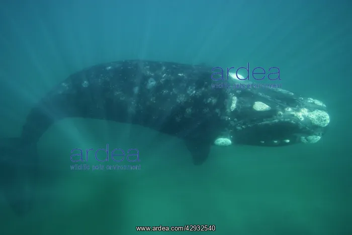 : Southern Right Whale : Southern Right Whale