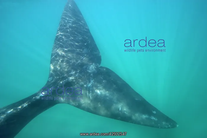 : Southern Right Whale : Southern Right Whale