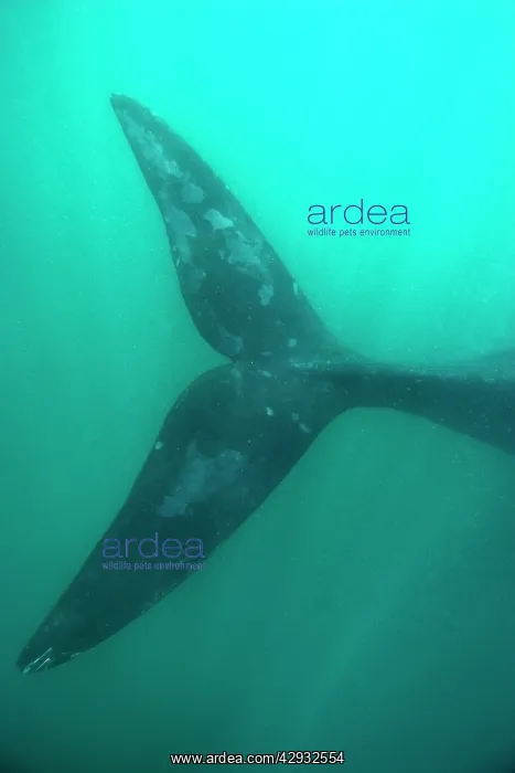 : Southern Right Whale : Southern Right Whale