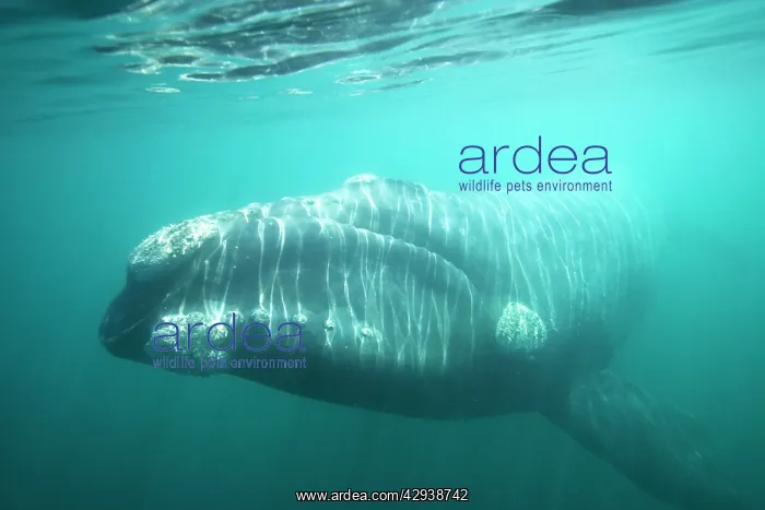 : Southern Right Whale : Southern Right Whale