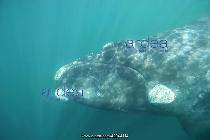 : Southern Right Whale : Southern Right Whale