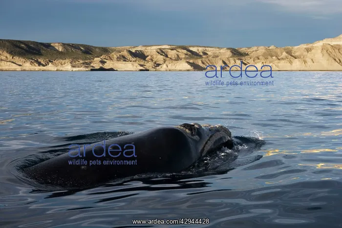 : Southern Right whale : Southern Right whale