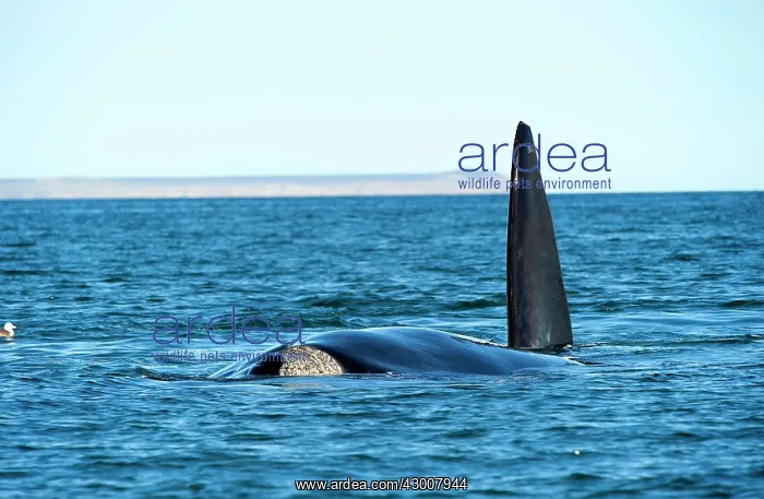 : Southern Right Whale : Southern Right Whale