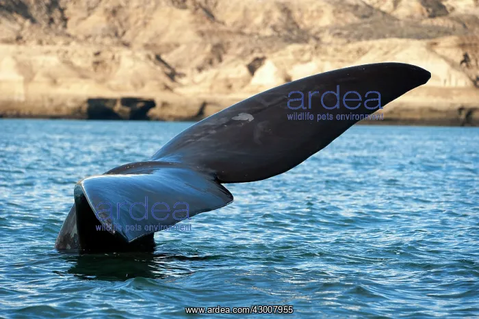 : Southern Right Whale : Southern Right Whale