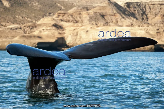 : Southern Right Whale : Southern Right Whale