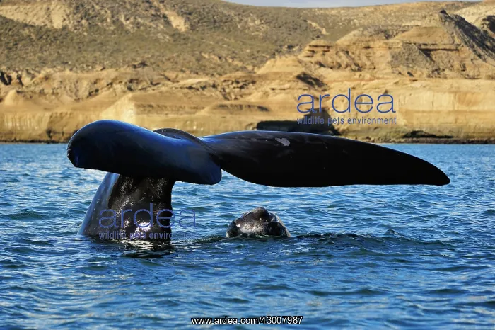 : Southern Right Whale : Southern Right Whale