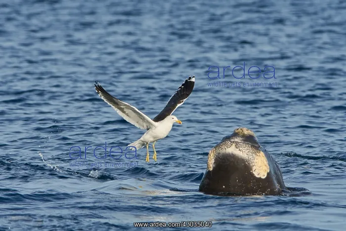  : Southern Right Whale