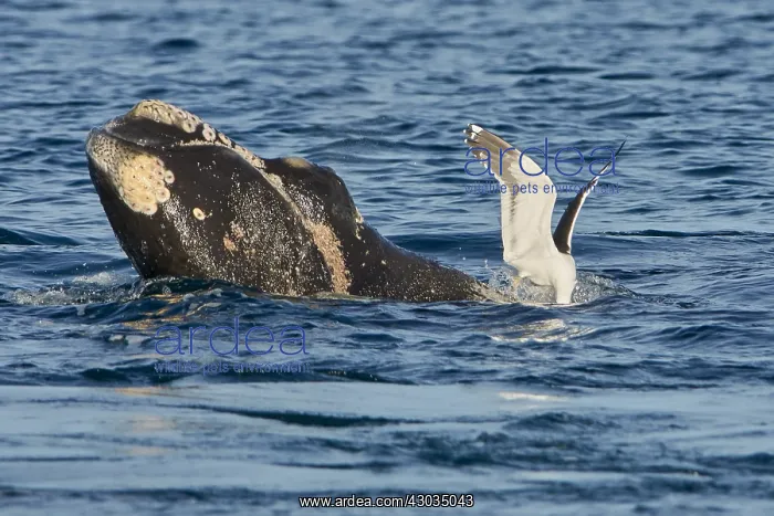  : Southern Right Whale