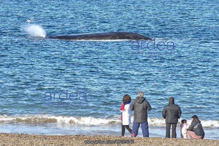 : Southern Right Whale : Southern Right Whale