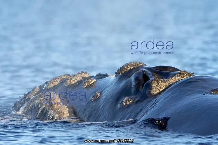 : Southern Right Whale : Southern Right Whale