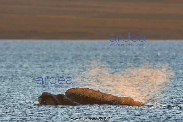  : Southern Right Whale