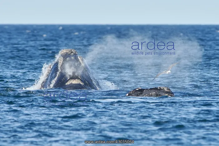  : Southern Right Whale