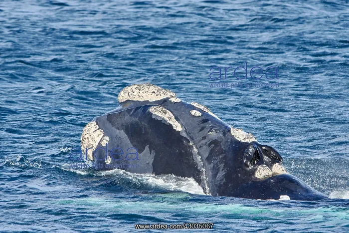 : Southern Right Whale : Southern Right Whale