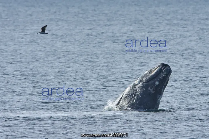 : Southern Right Whale : Southern Right Whale