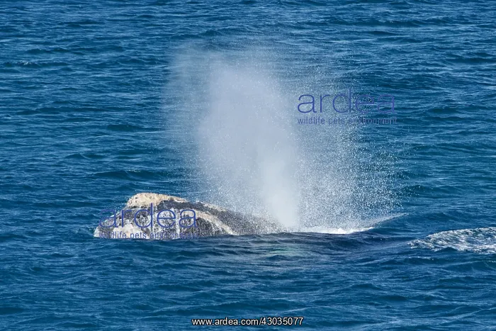  : Southern Right Whale