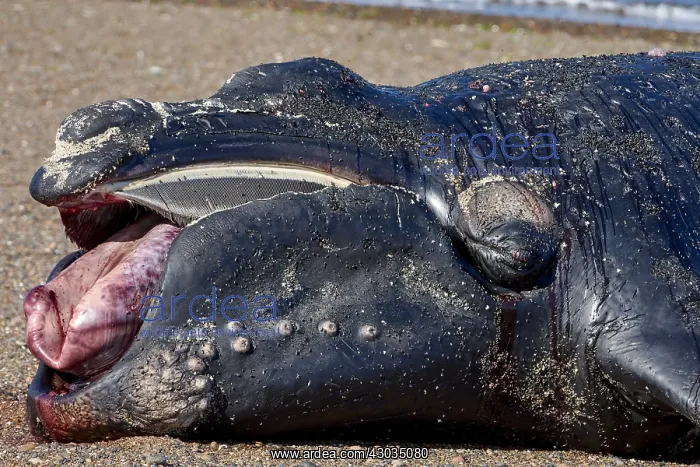  : Southern Right Whale