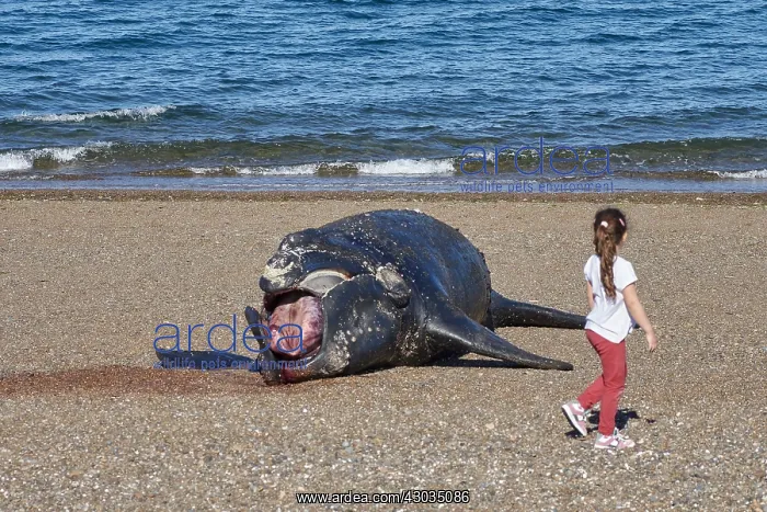  : Southern Right Whale