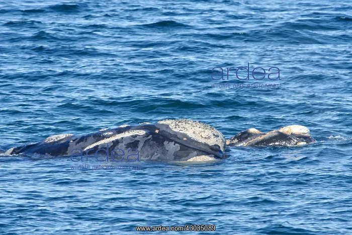 : Southern Right Whale : Southern Right Whale