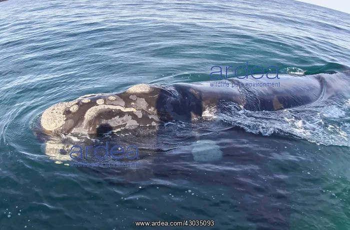 : Southern Right Whale : Southern Right Whale