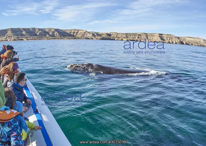 : Southern Right Whale : Southern Right Whale